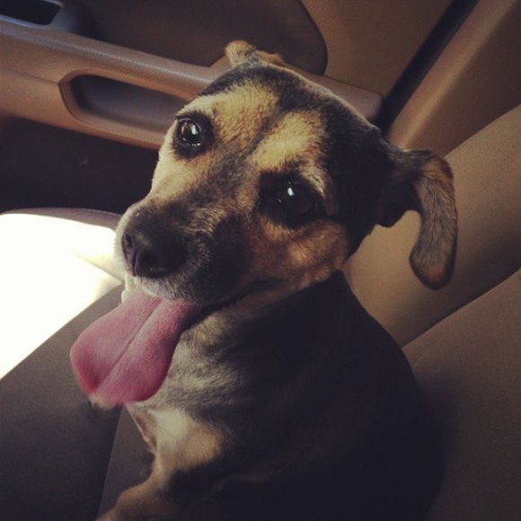 Meet your Posher, Ava - Picture 1 of 1